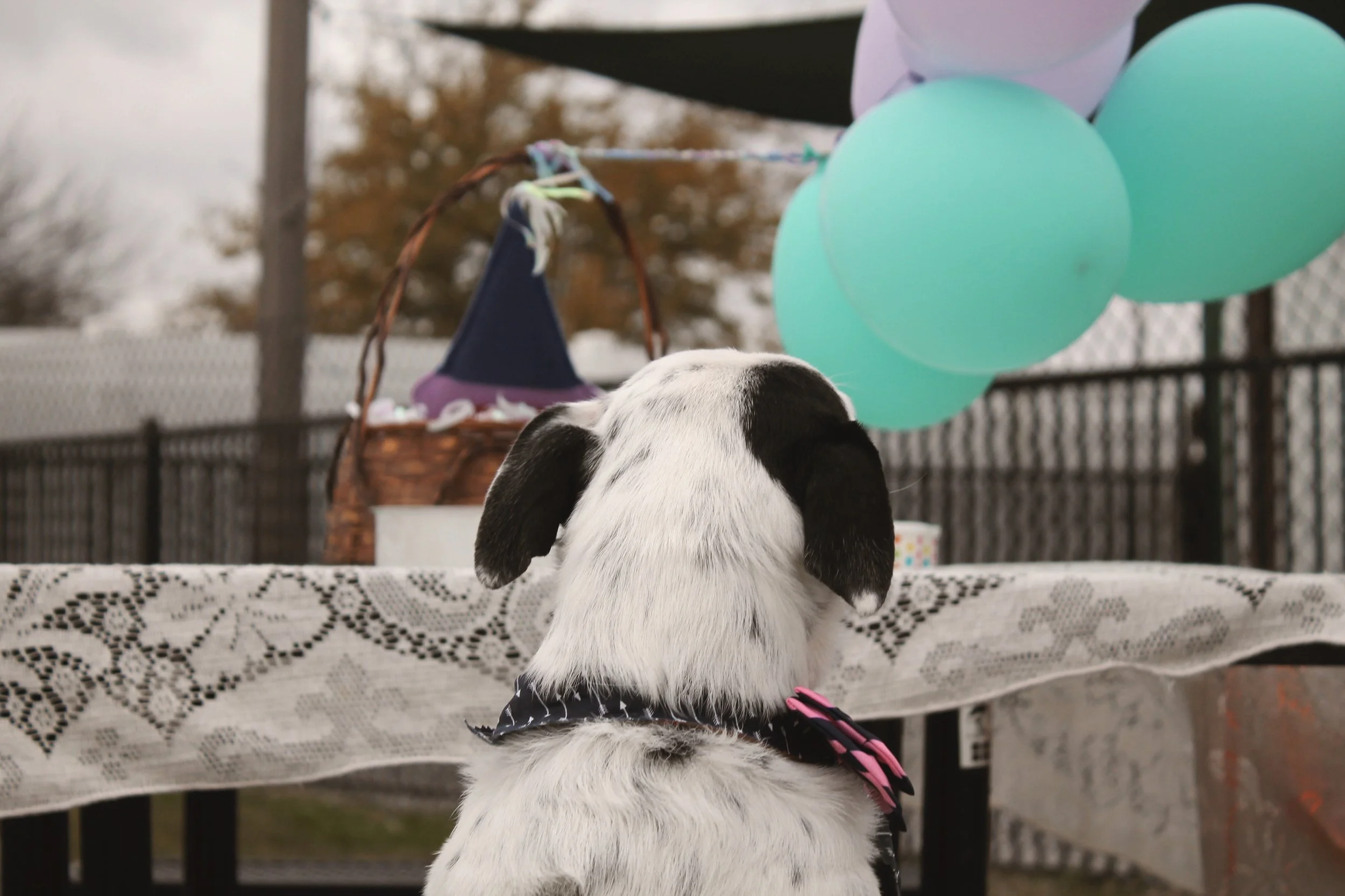 Doggy Birthday Party//Melvin Turns 6