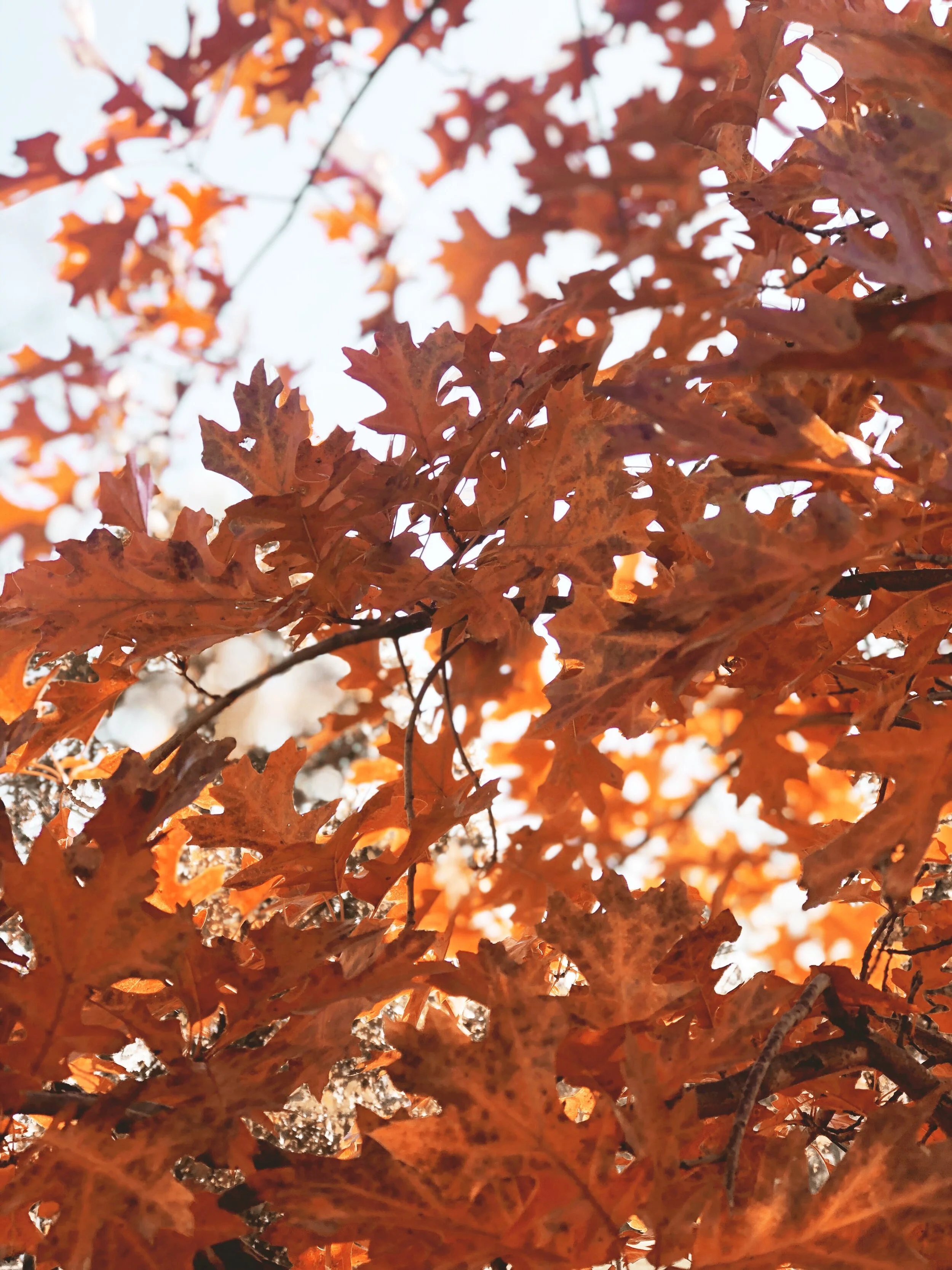 Fall Couple's Retreat In Carlton Landing At The Verana Home