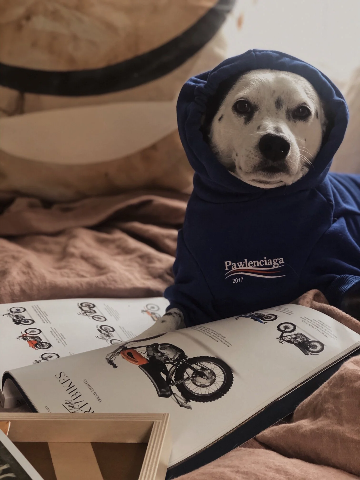 Stylish Pet Giveaway With Supreme Paw Supply