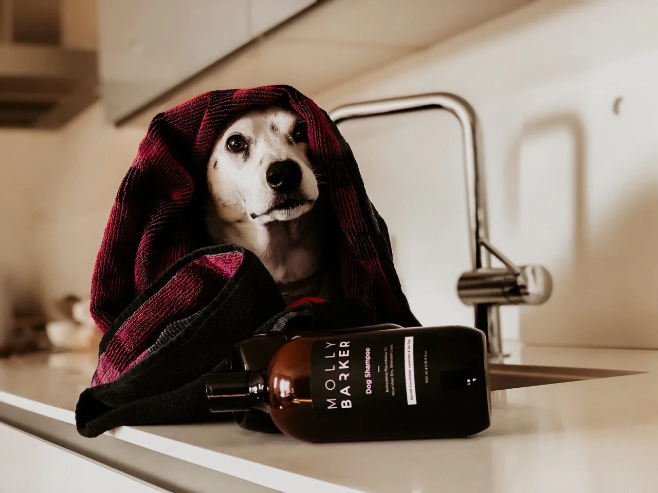 Beautiful, Simplistic &amp; High-Quality Dog Toys &amp; Grooming Products