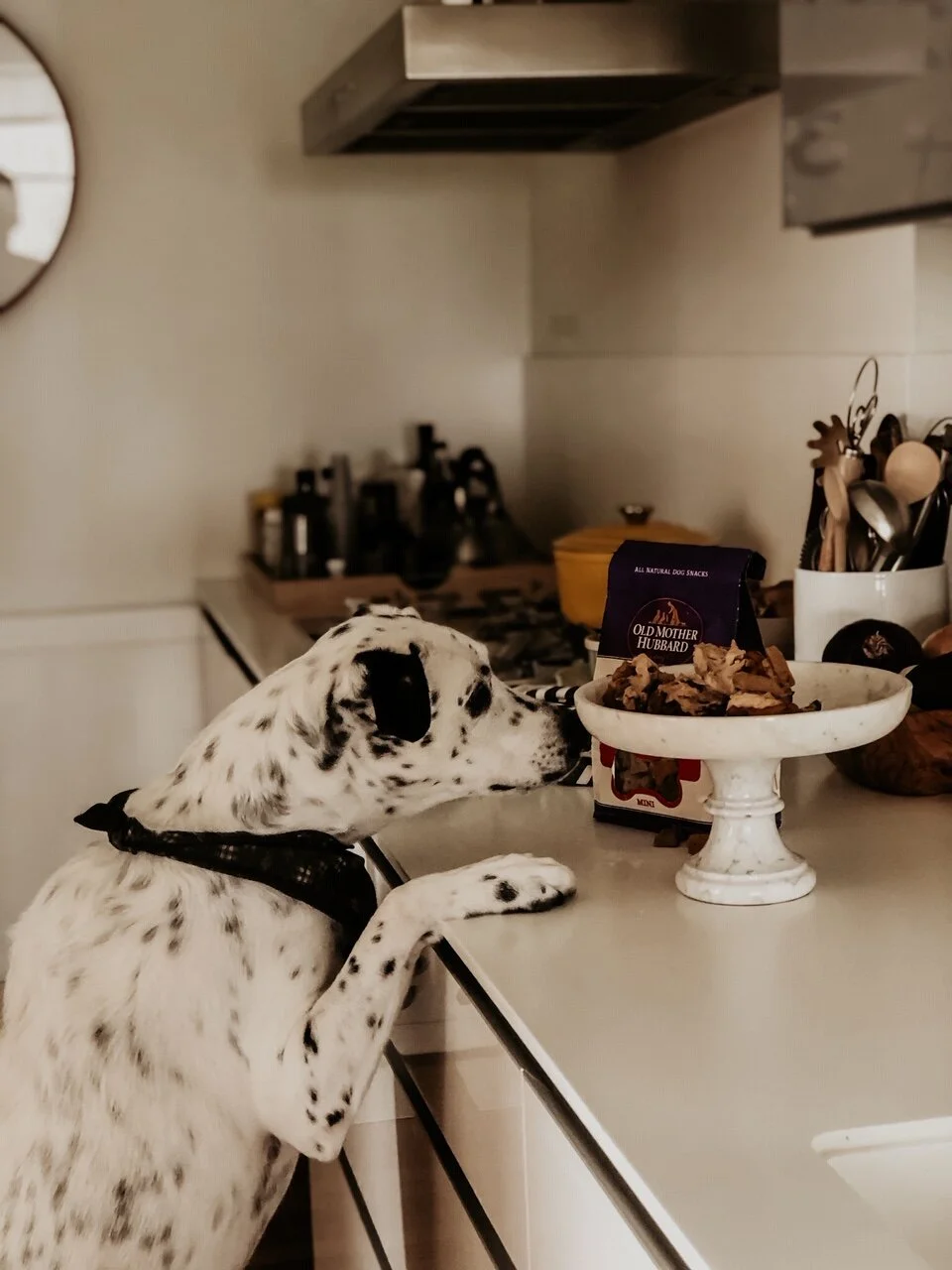 Pumpkin Carrot Peanut Butter Banana Pupcakes With Old Mother Hubbard All-Natural Dog Snacks