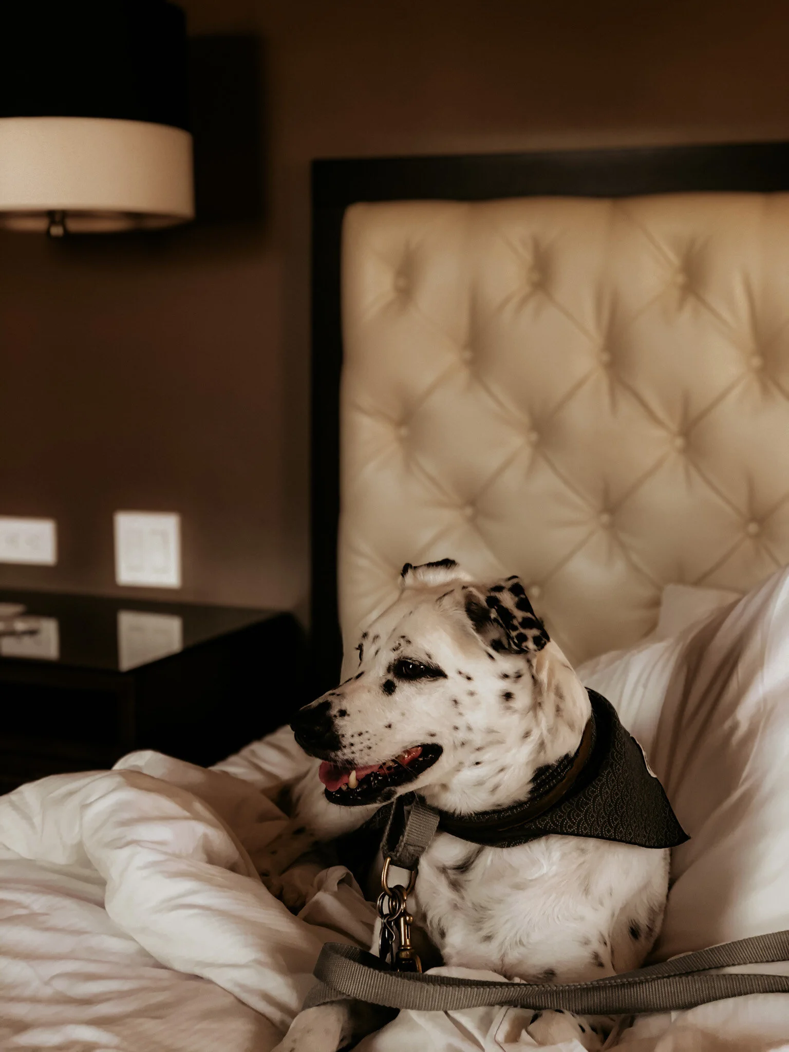 Traveling During COVID 19-Pet Friendly Staycation Review: The Ambassador OKC,Autograph Collection