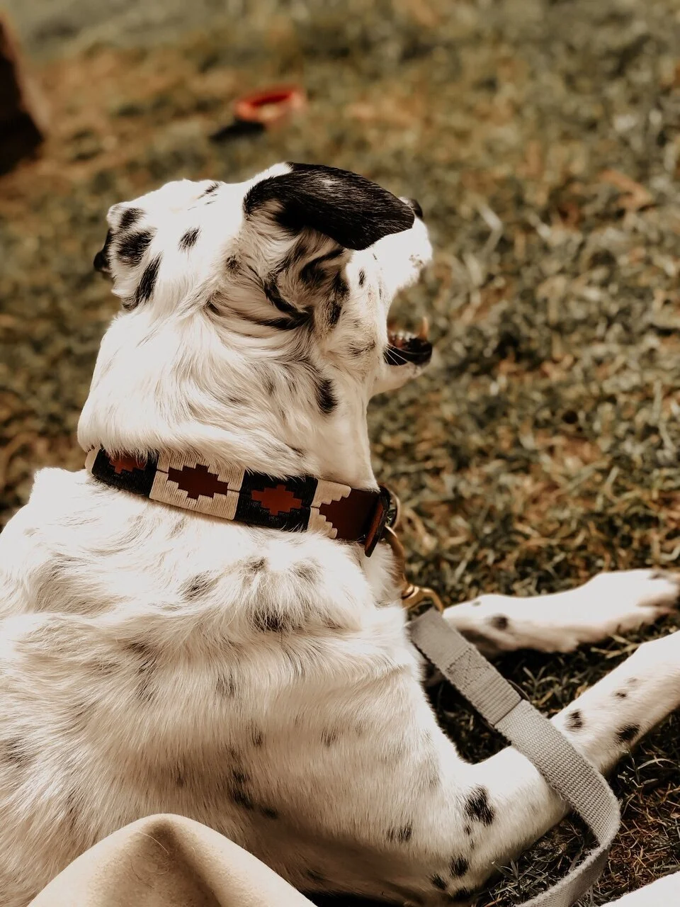 Zilker BELTS - Product Review (Unique, Hand-Made Leather Dog Collars And Belts)