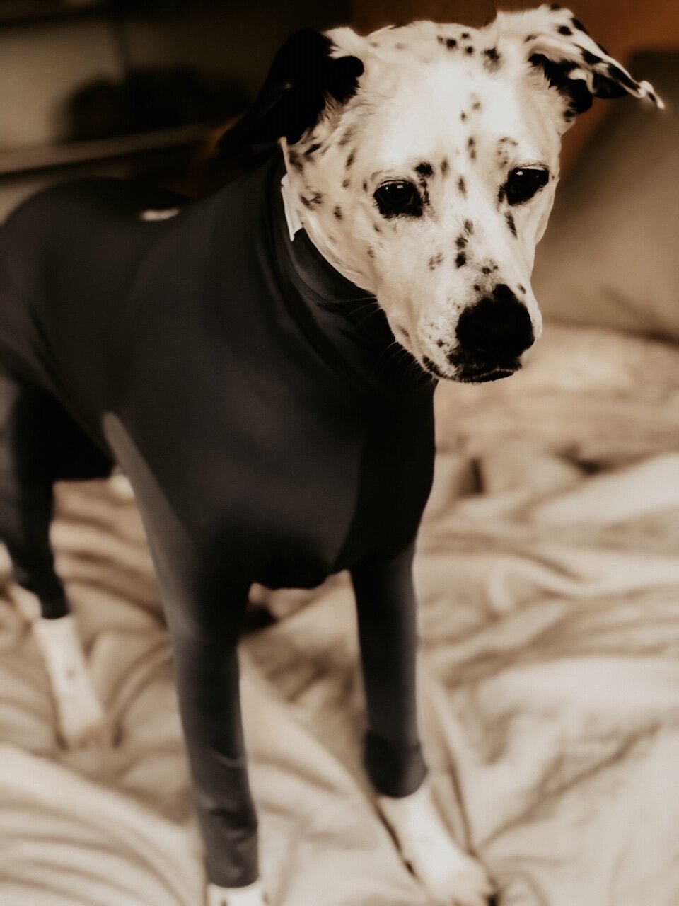 Minimize Dog Shedding In Your Home AND Car-Shed Defender Review