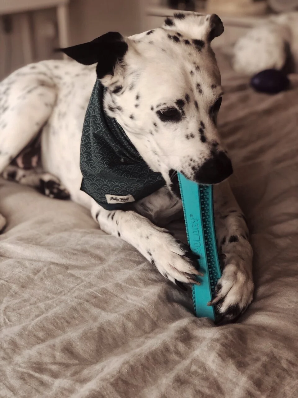 toys for senior dogs