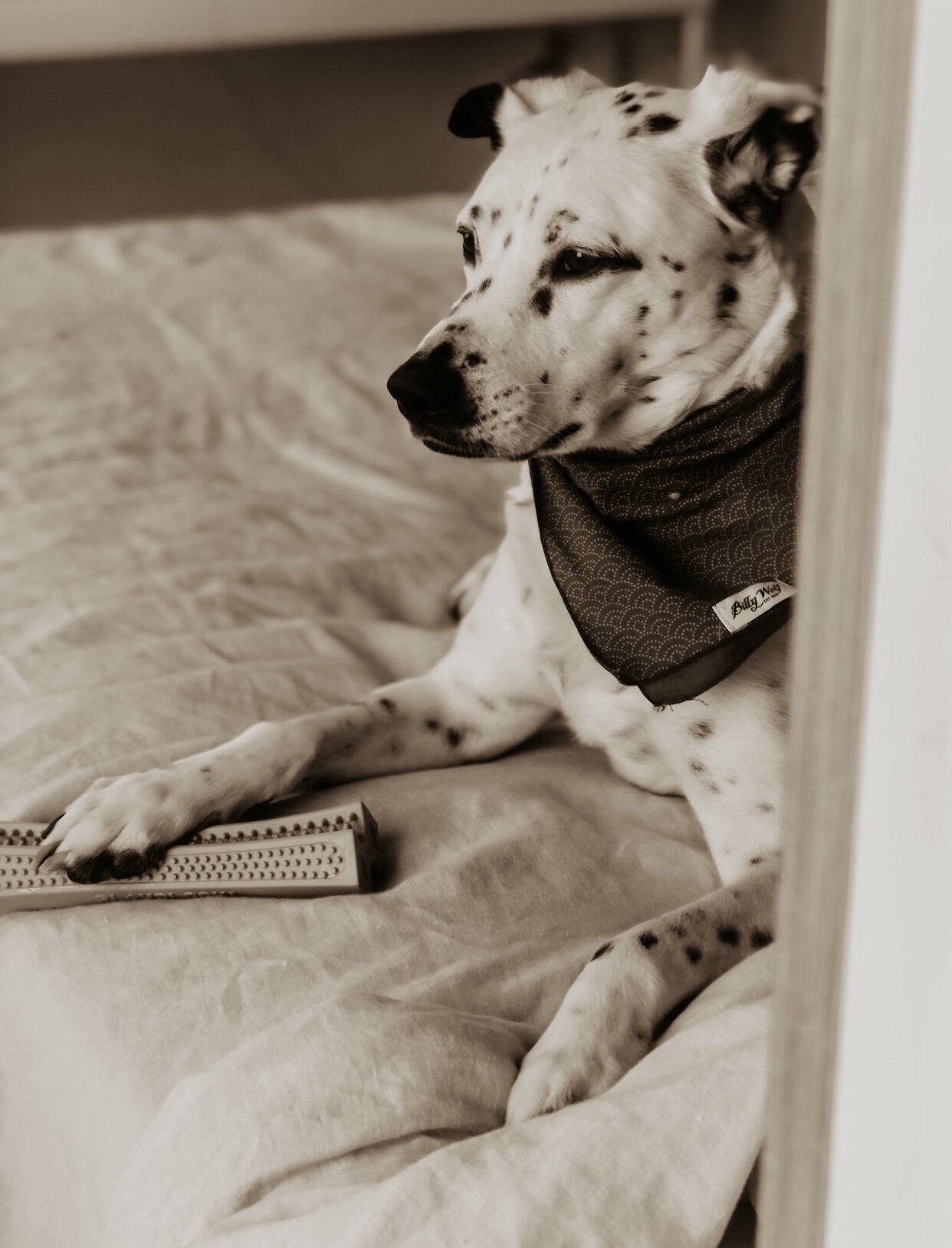 DOG TOYS FOR SENIOR DOGS