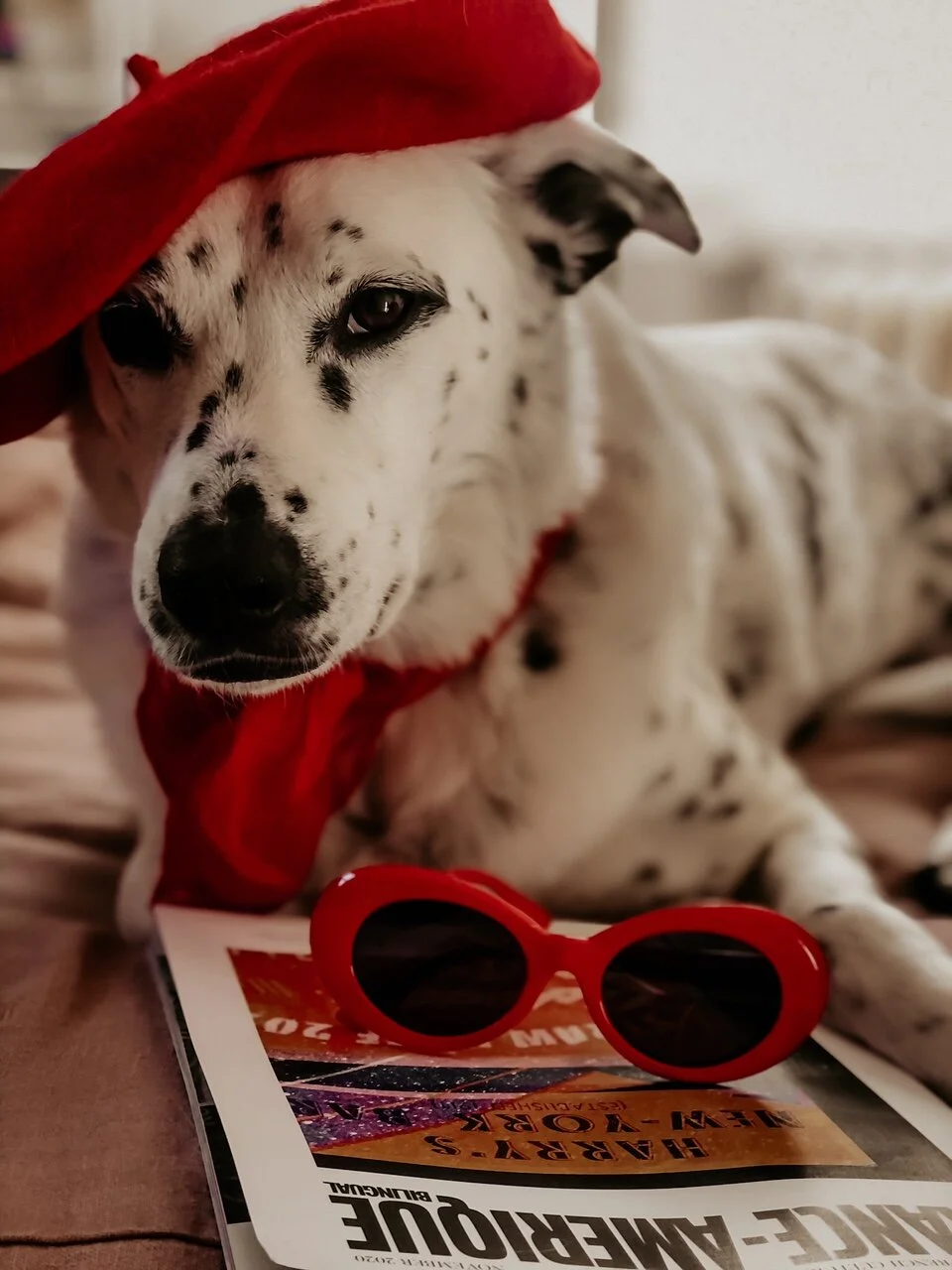 Halloween Francophile Pups