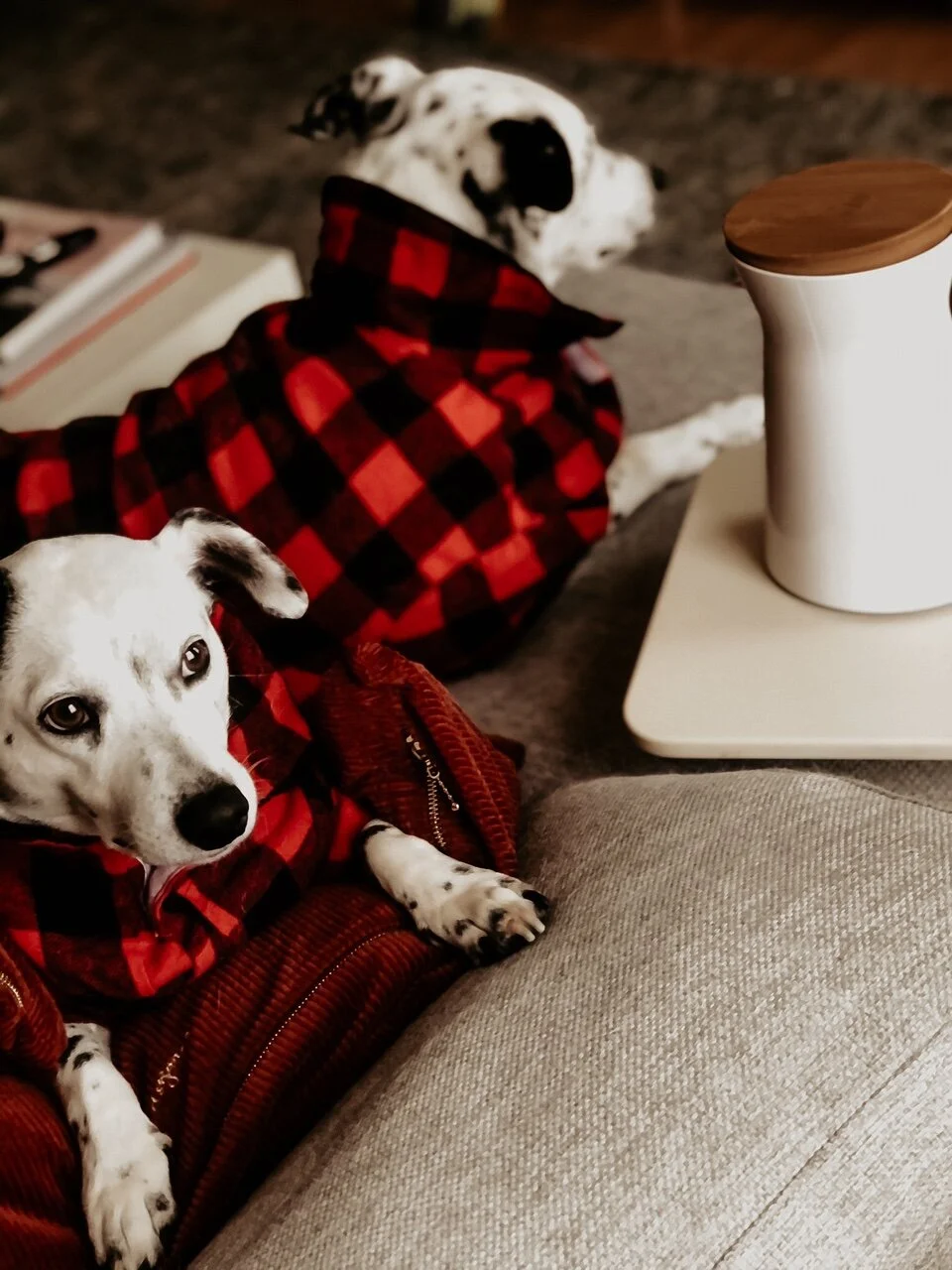 2020 Gift Guide For The Pups