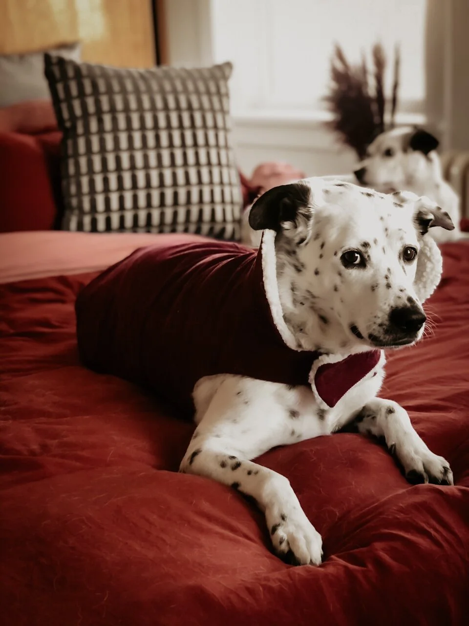 Contemporary Toys, Apparel + Home Goods For Dogs - ModernBeast