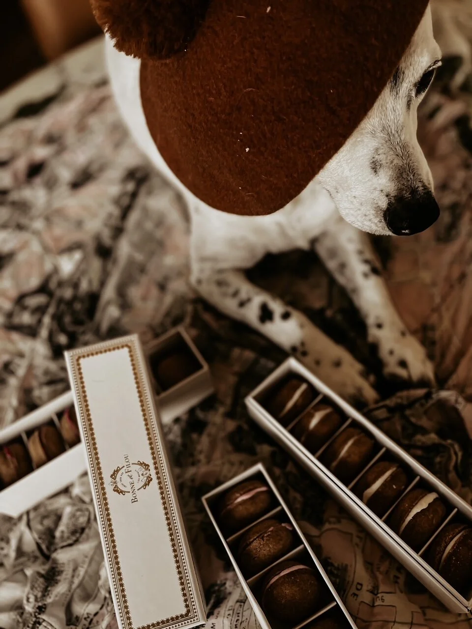 All-Natural Handmade French-Inspired Dog Macarons 