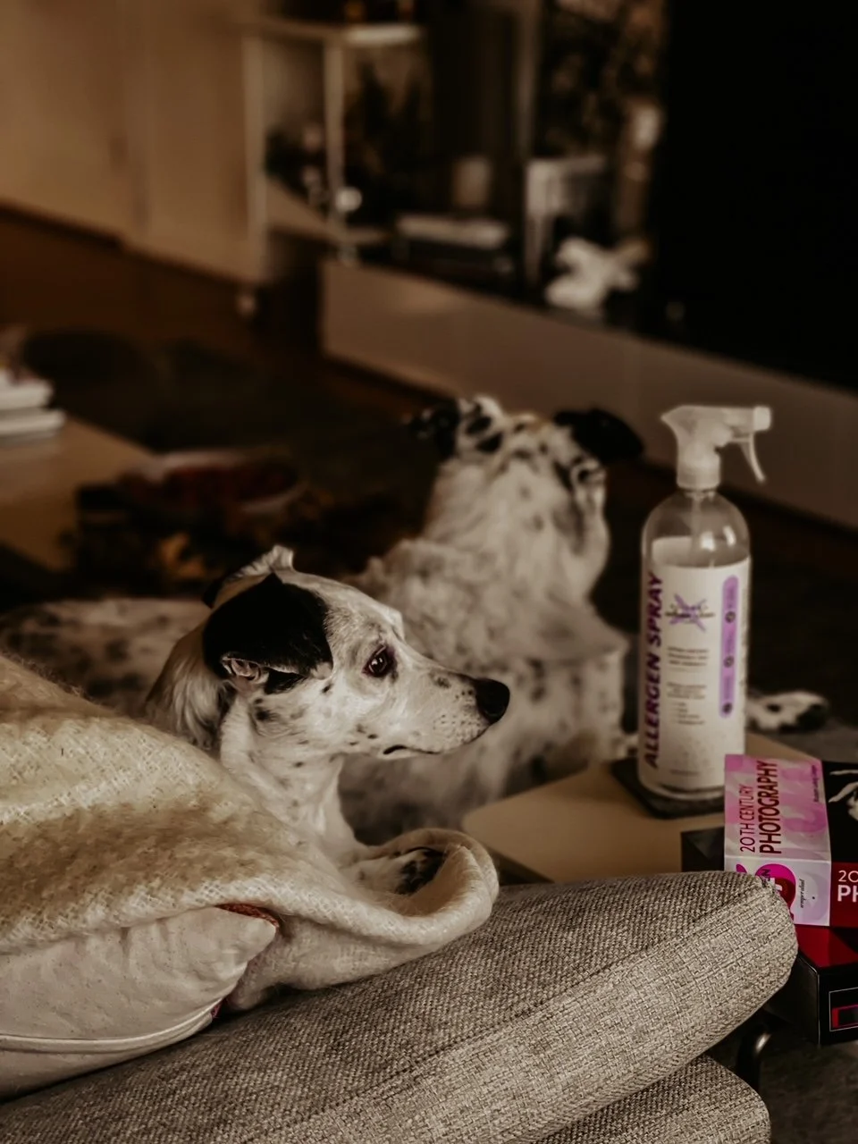 Reduce Allergens From Dog Dander