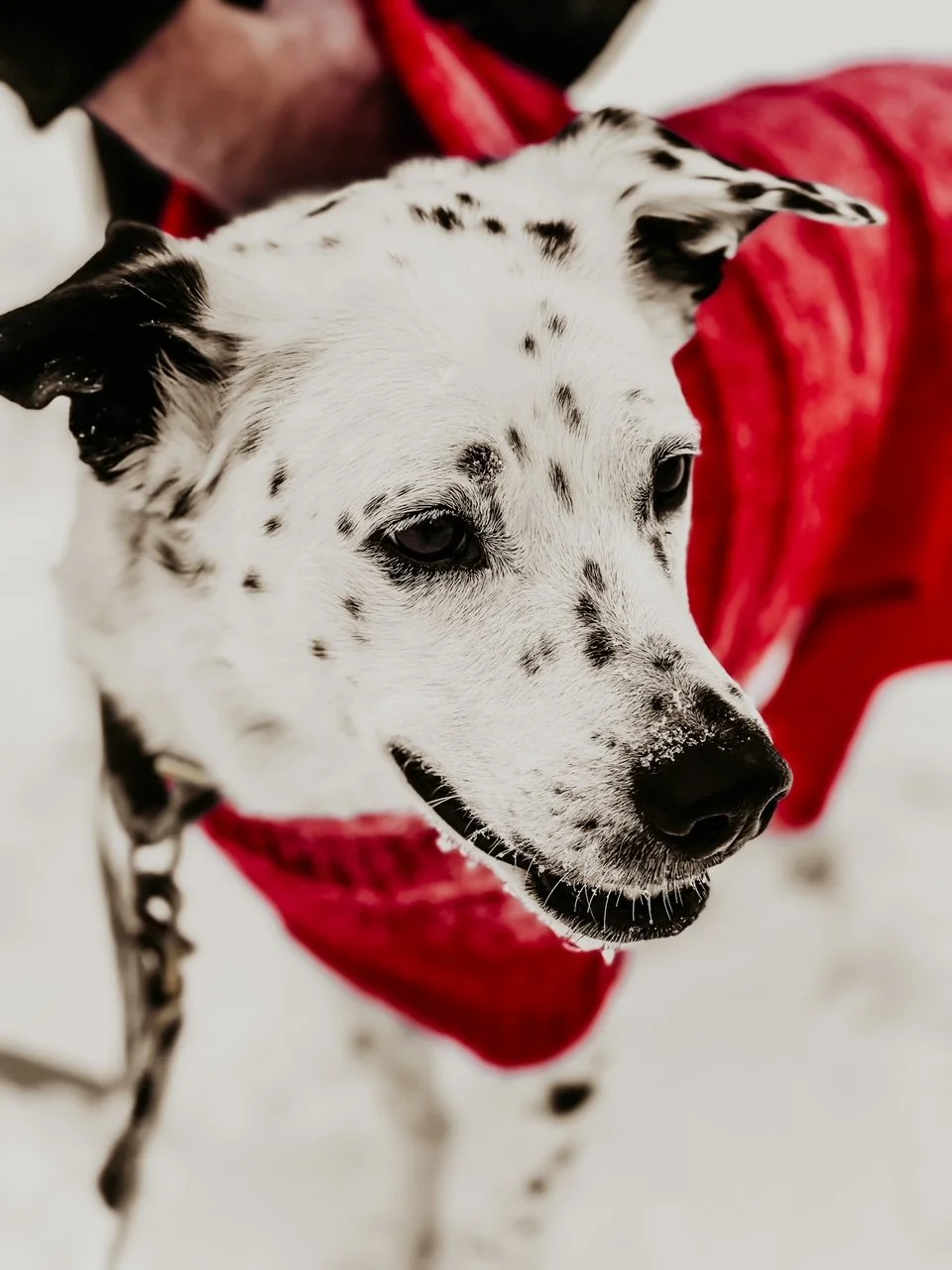 Poems For Winter 