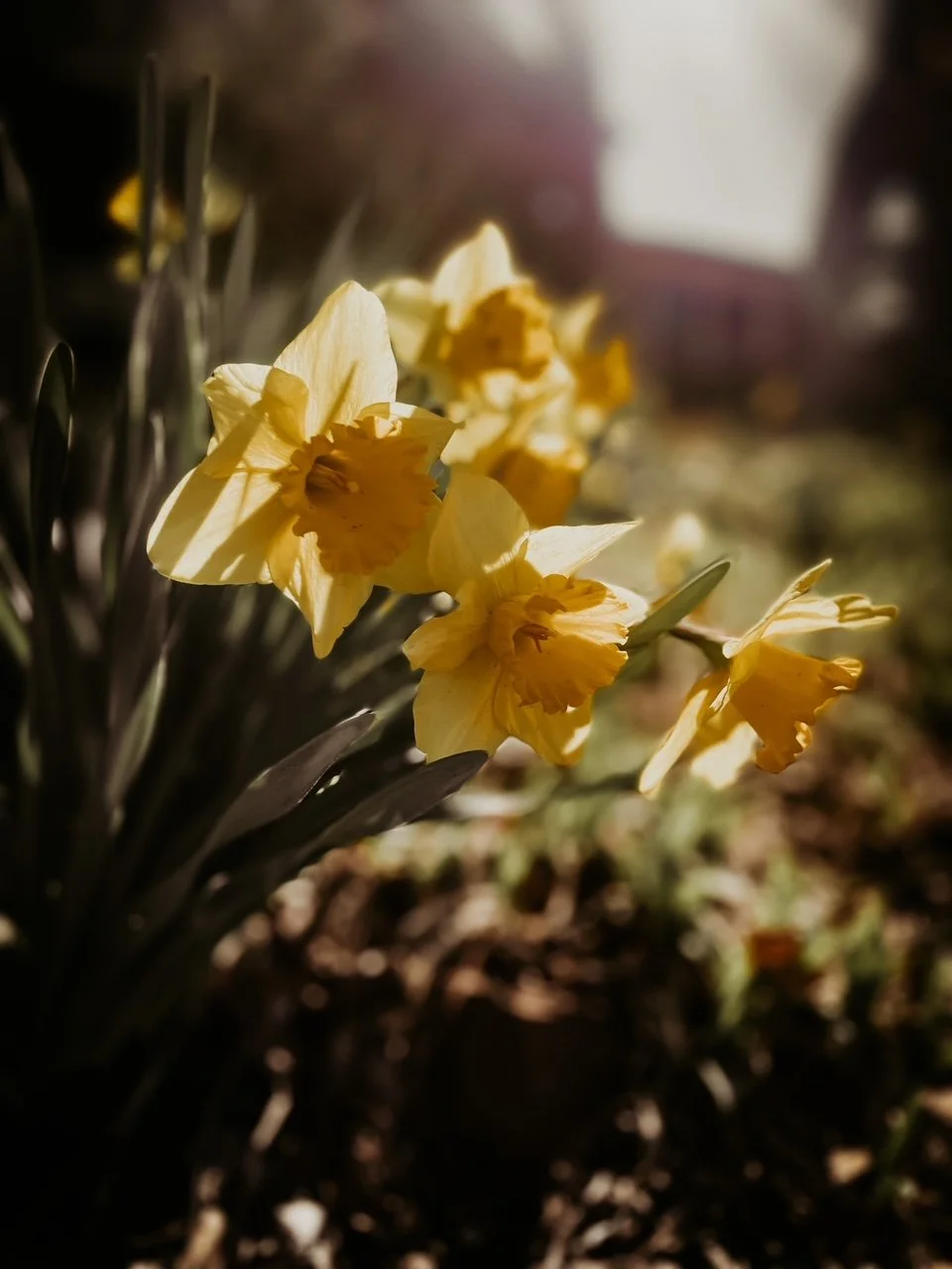 Le Printemps 