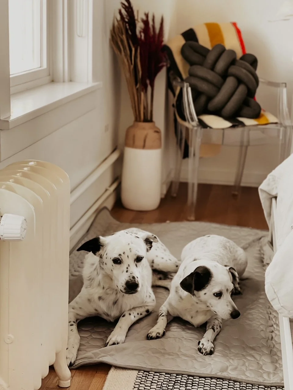 Joint Pain Relief For Senior Dogs