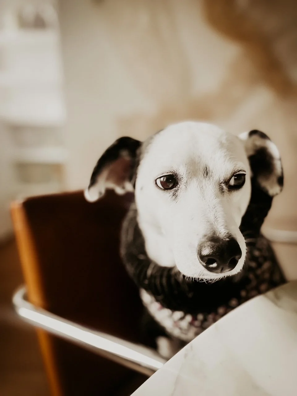 Most Adorable Pet Clothes From Banana Republic
