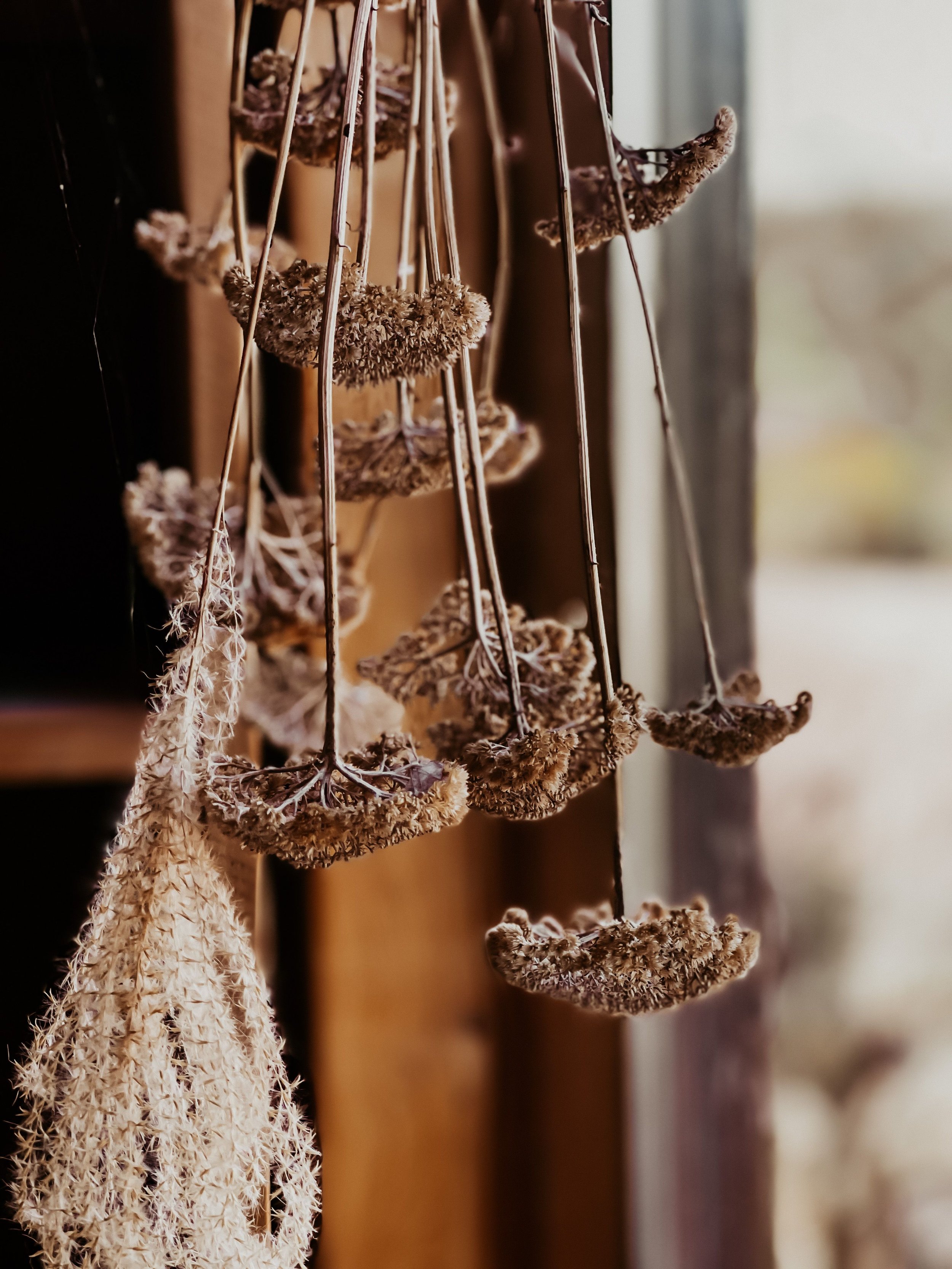 Where To Buy Native Plants In Santa Fe