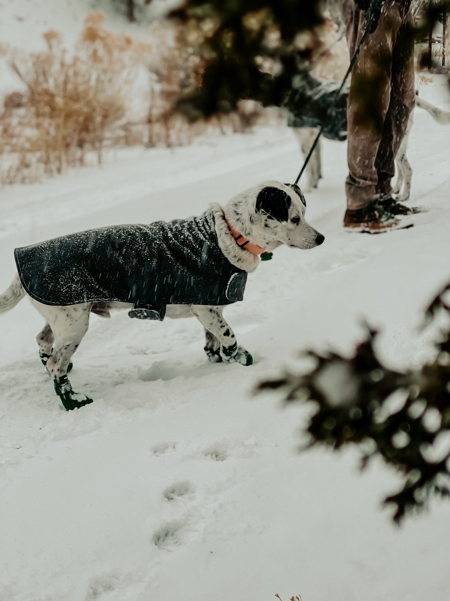  Elevate Your Pup's Style with MiAmore Pets