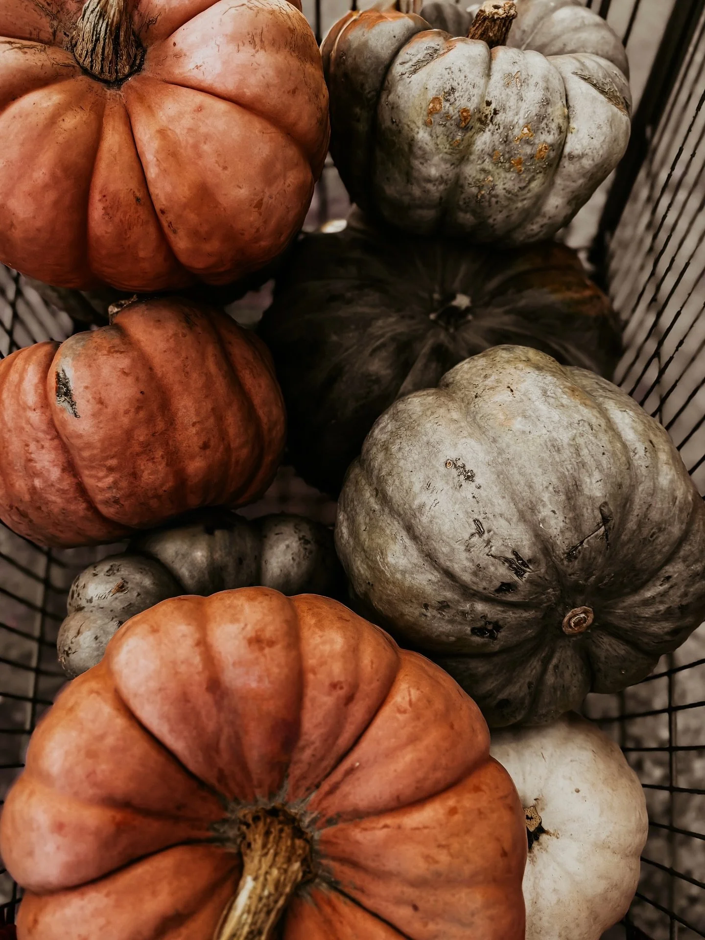Obligatory pumpkin photos. 

#MyAutumnInNewMexico #IphonePics #SeasonsPoetry #MySeasonalStory #ａｅｓｔｈｅｔｉｃ
