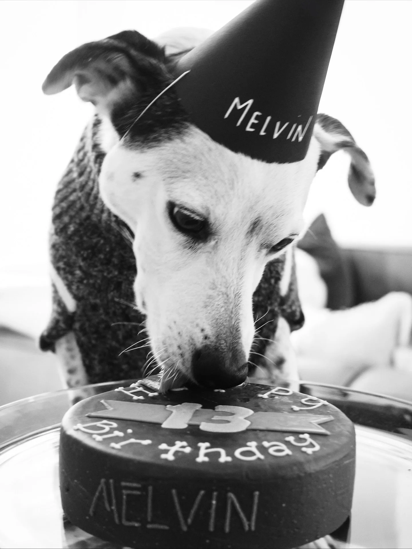 Don&rsquo;t tell Melvin his 13th birthday isn&rsquo;t actually until November 1st&hellip; I&rsquo;ll be out of town, so we celebrated early. He didn&rsquo;t seem to mind &mdash; there was cake, a new sweater, a new soft Dino blanket, and the kind of 