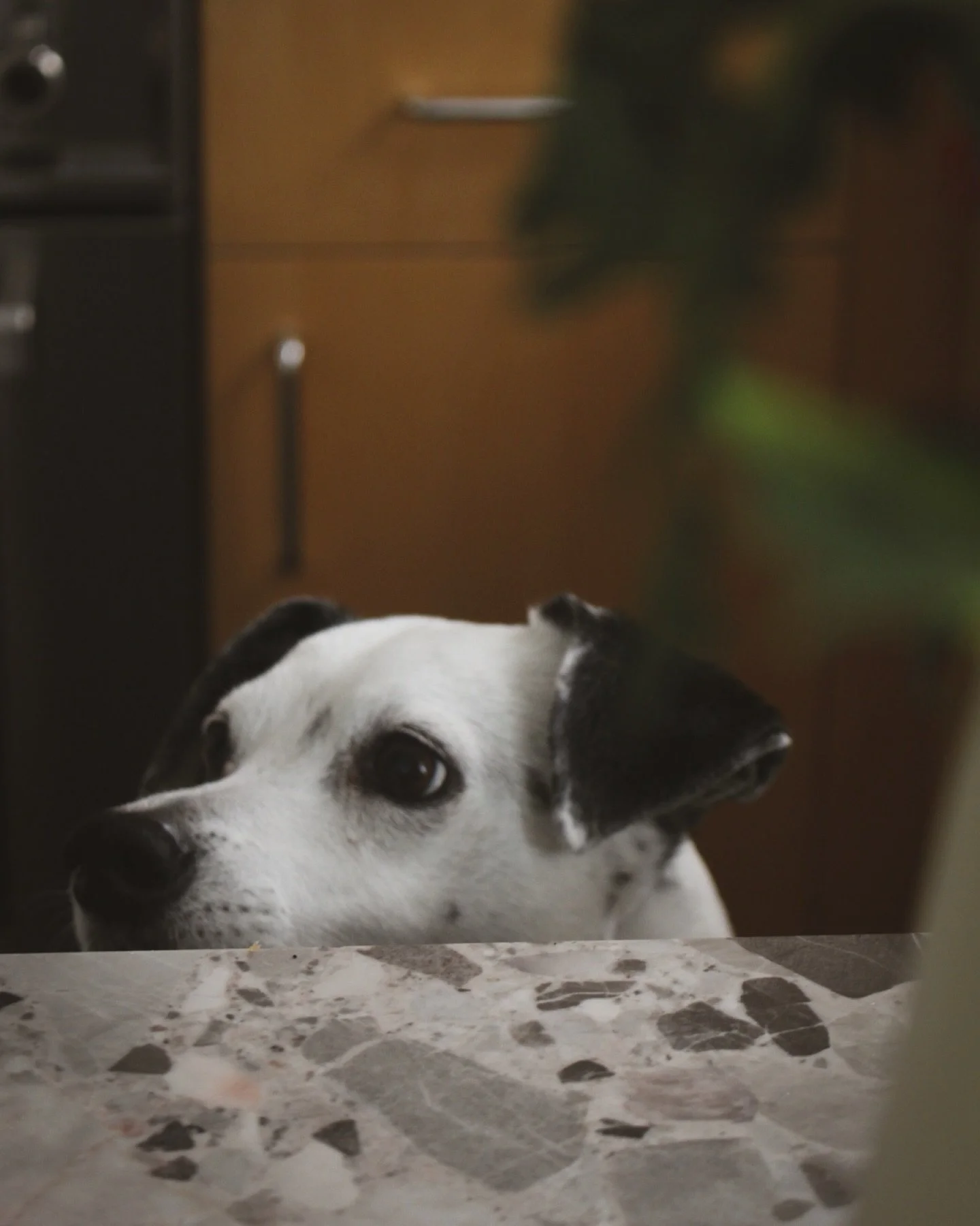 Photo 1: Waiting patiently.
(It&rsquo;s the holidays, after all.)

Something festive full of love and happiness is happening around here and it&rsquo;s not for the humans. @bramblepets is tucking The Feast into every fresh food box through the end of