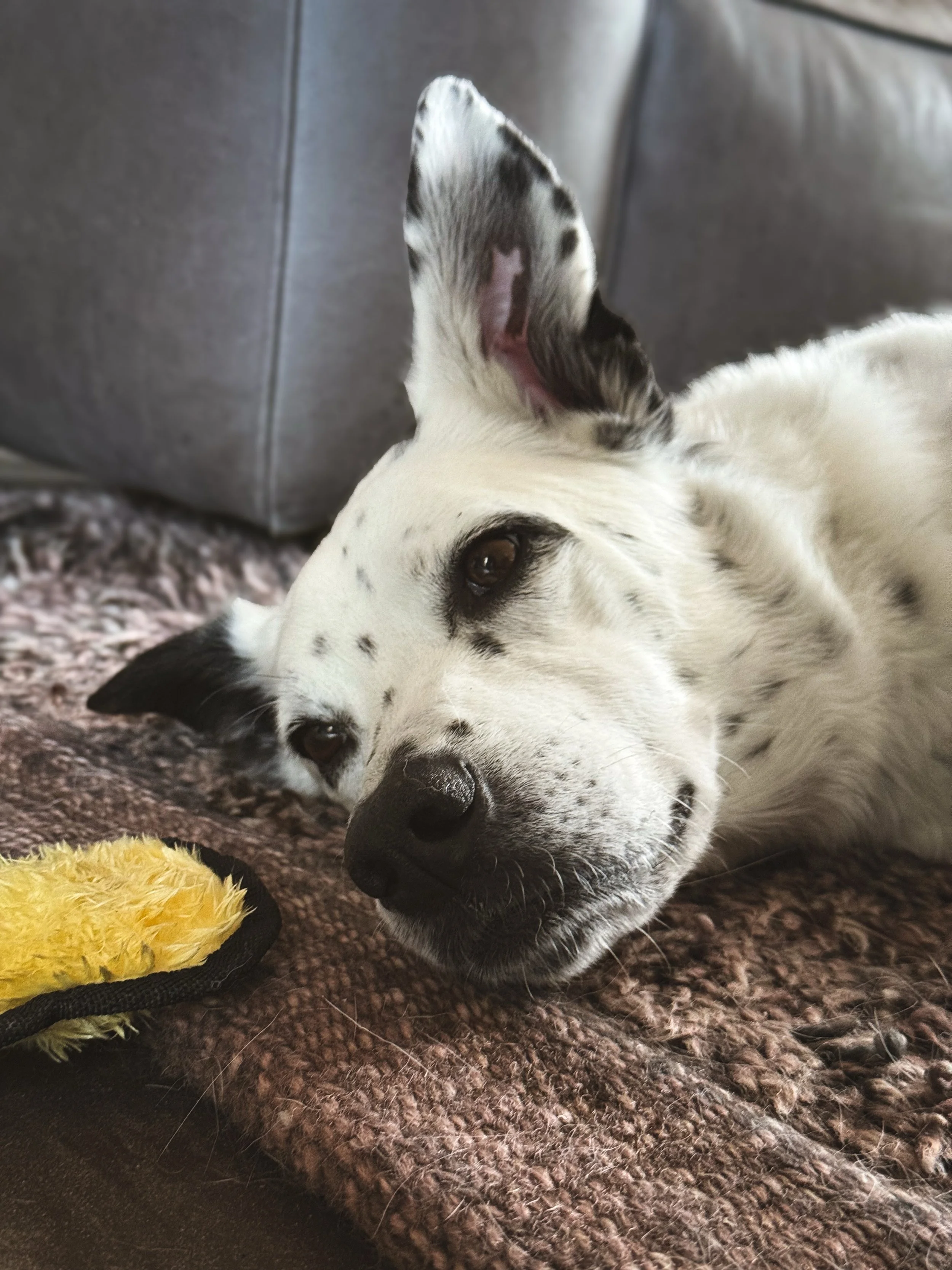 Three years in Santa Fe and we&rsquo;ve all settled into our roles.

Some of us are busy building businesses, making art, hosting friends, and finding new favorite restaurants.

Some of us are professional nappers.

Looking at Henry and Melvin.

When
