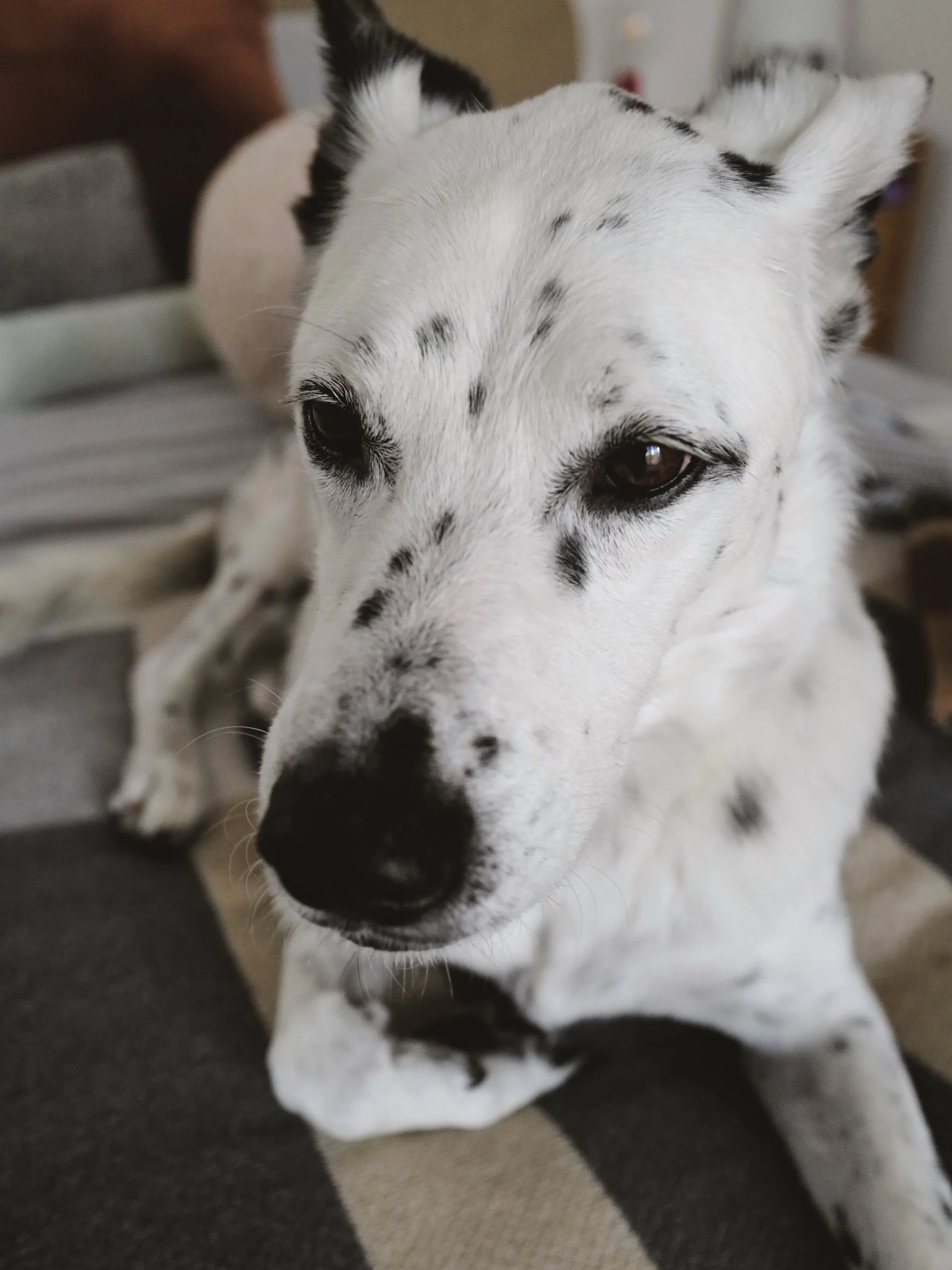 The Leica loves Henry. Then again, Henry has never met a camera he couldn&rsquo;t charm. 📷🤍🐾 This sweet boy has had a camera in his face since he was six months old. He even knows the command &ldquo;work&rdquo;&mdash;which means stop, look at the 
