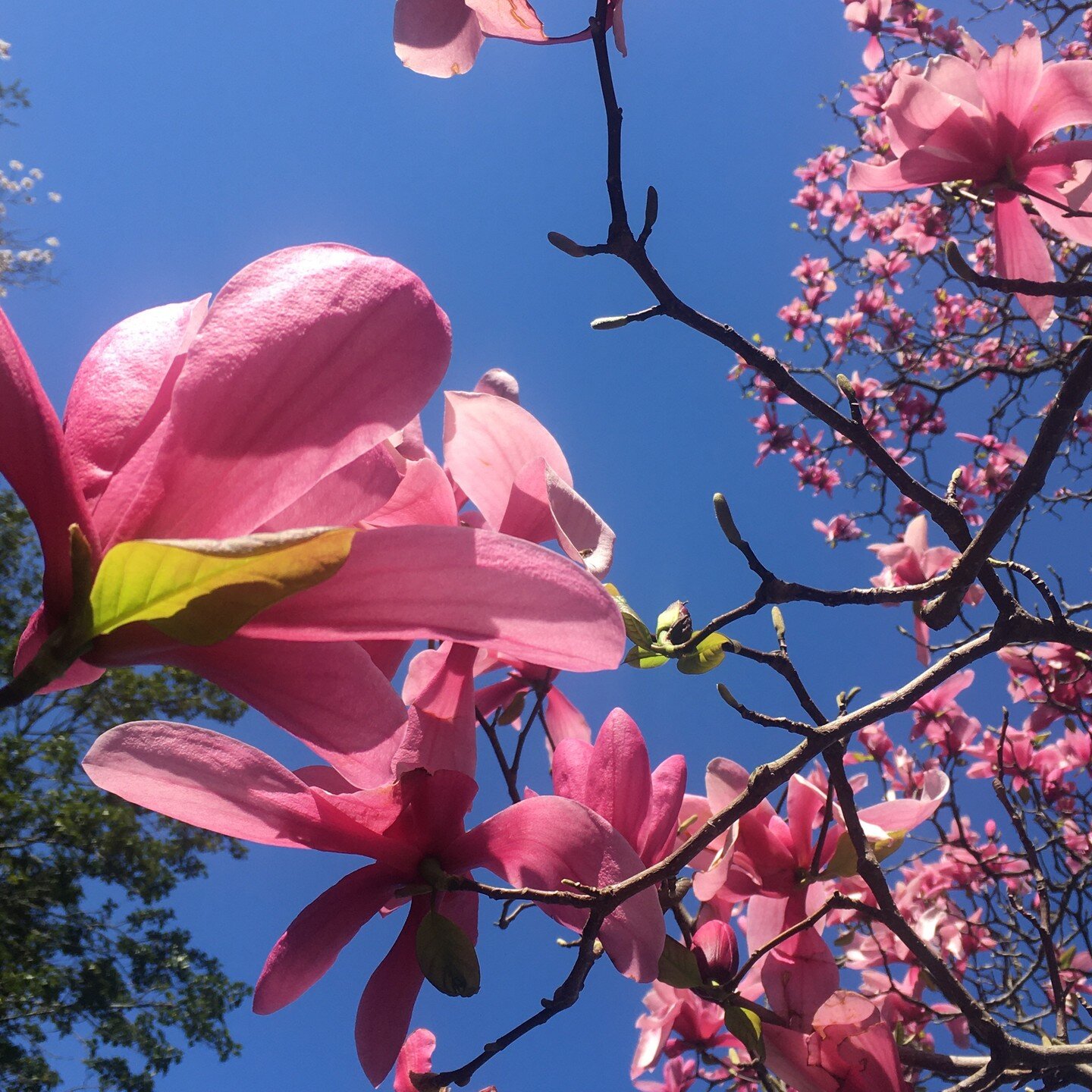 a wee pink for the spring gray. Home.