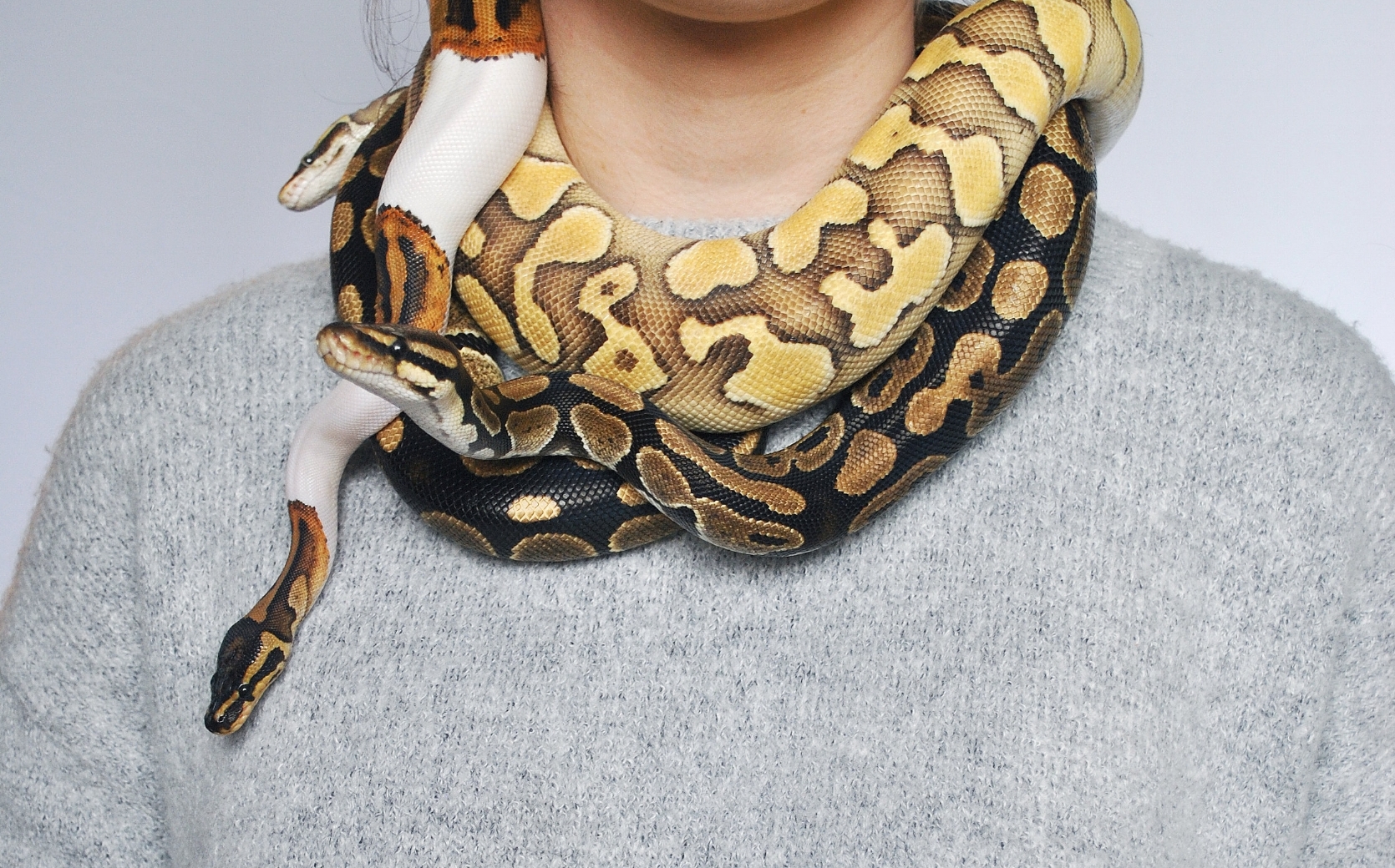 pythons_hanging.jpg