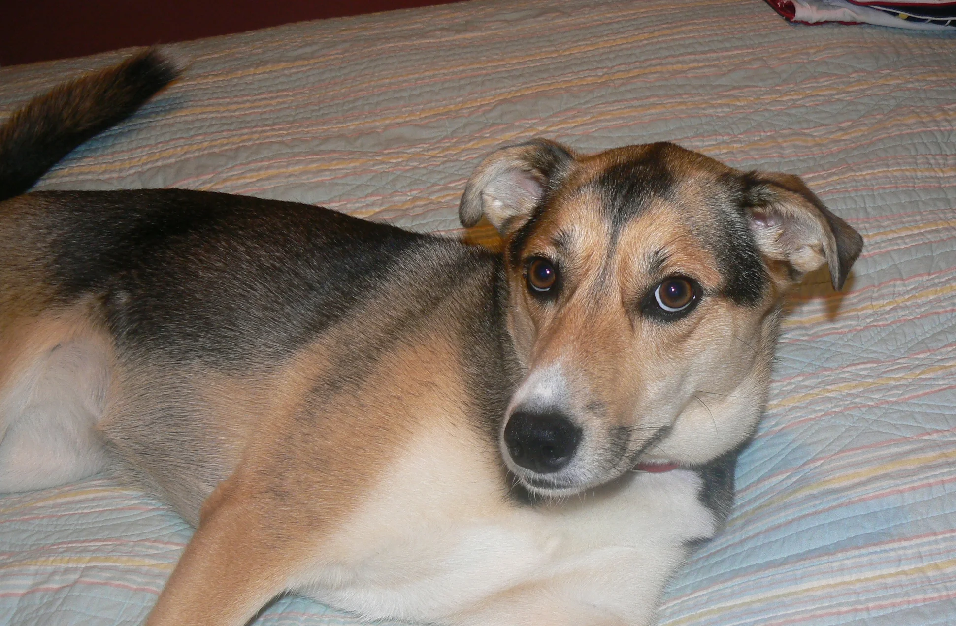 The Dog Years