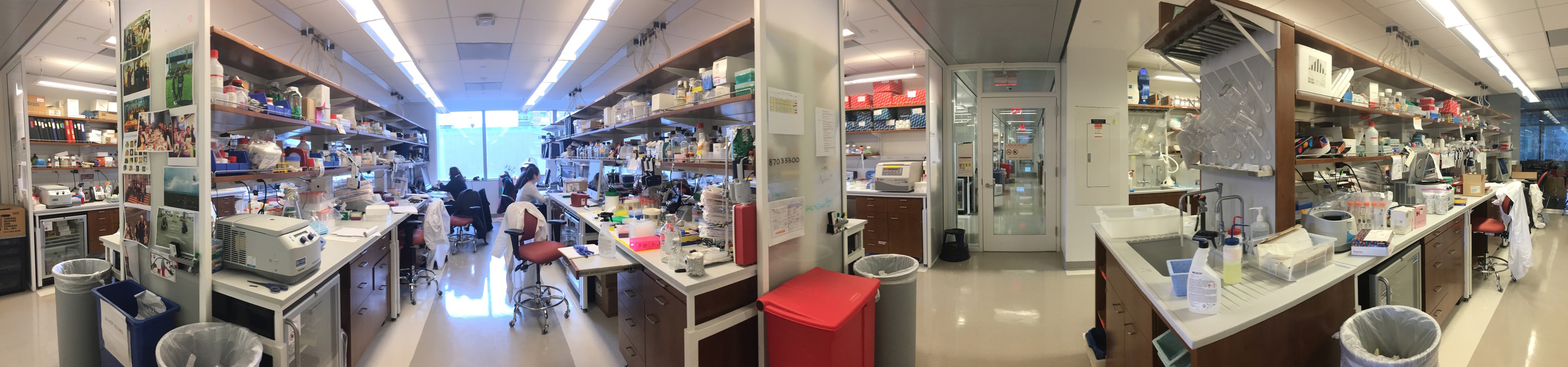 Main lab space on the 11th floor of Belfer Research Building.