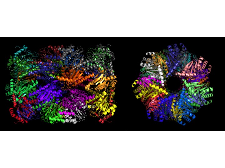  Mtb proteasome core (PrcBA) (Lin et al., Mol Micro 59: 1417, 2006).
