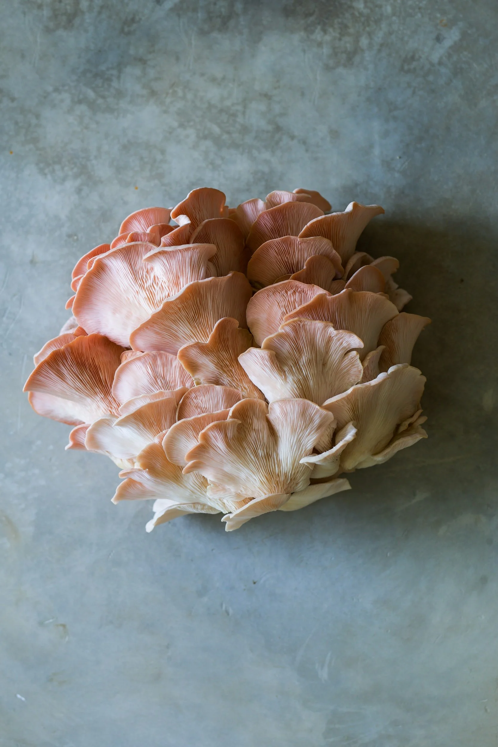 Health Benefits of Oyster Mushrooms