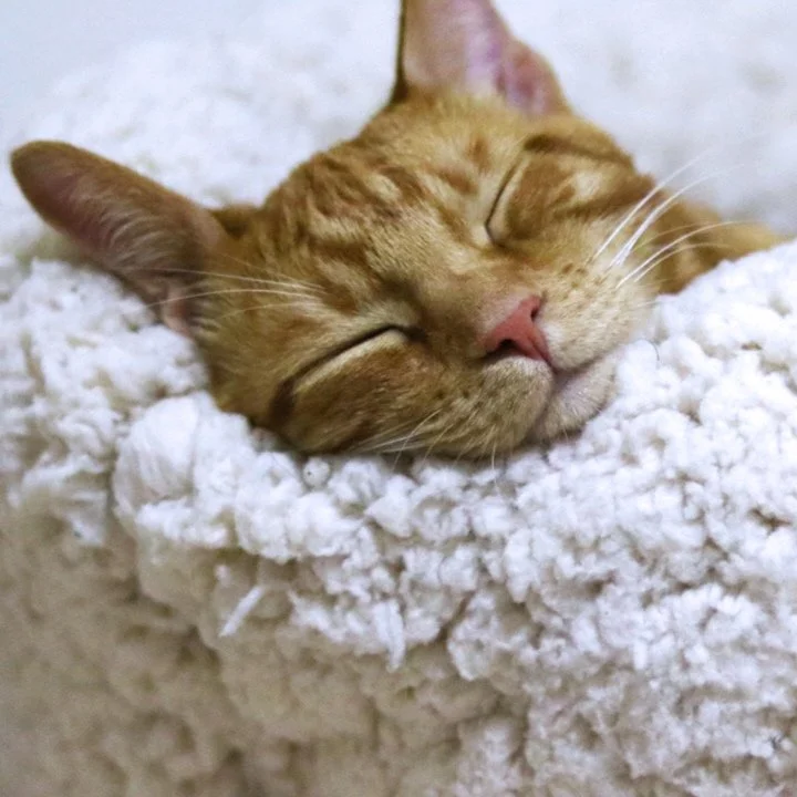 How to get the Best Restorative Sleep