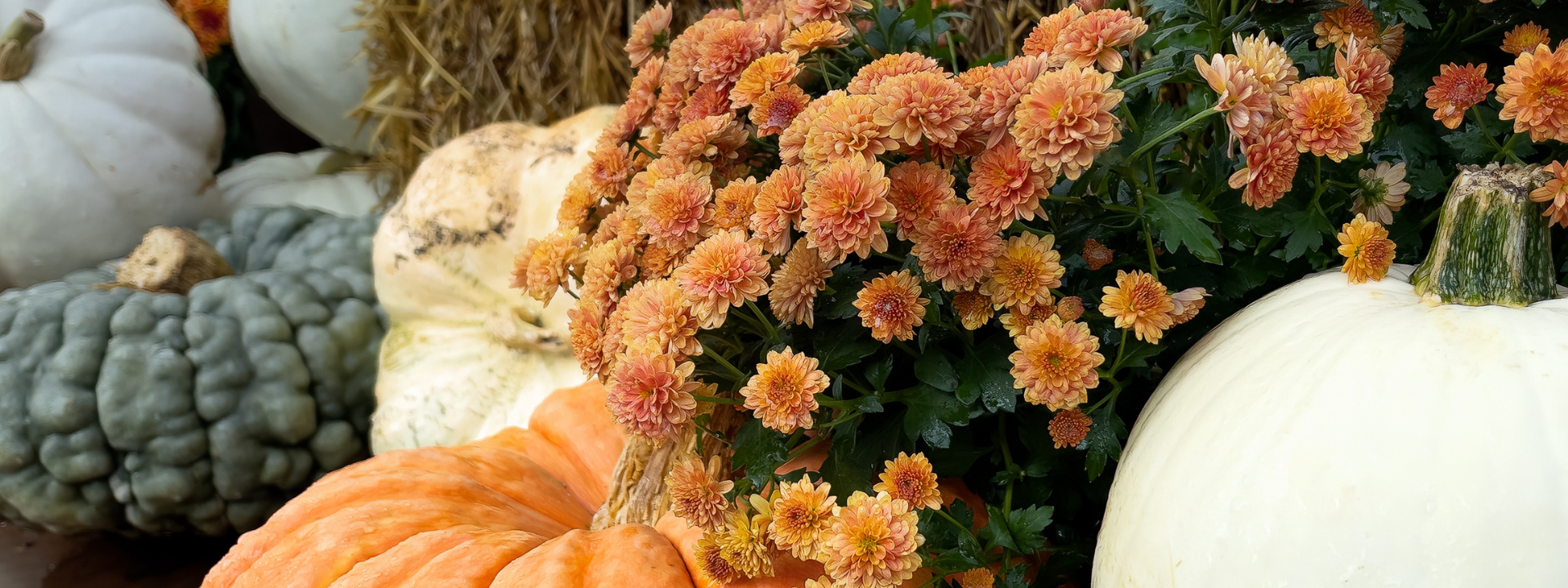 Embracing the Fall Season with Chinese Medicine: Combatting Dryness and Supporting Your Body