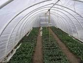 Hoop house where propogation takes place