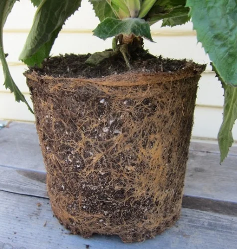 Root bound plant roots