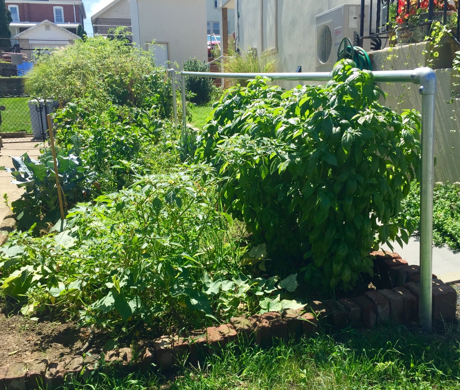 Basil Explosion AFTER