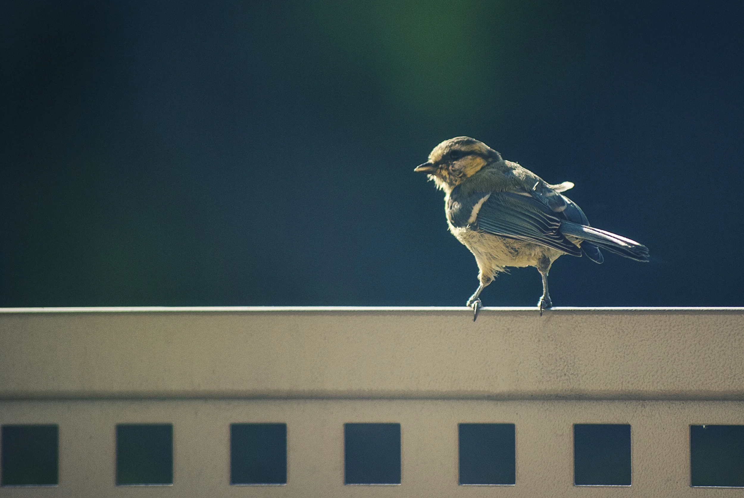 bird-sparrow.jpg