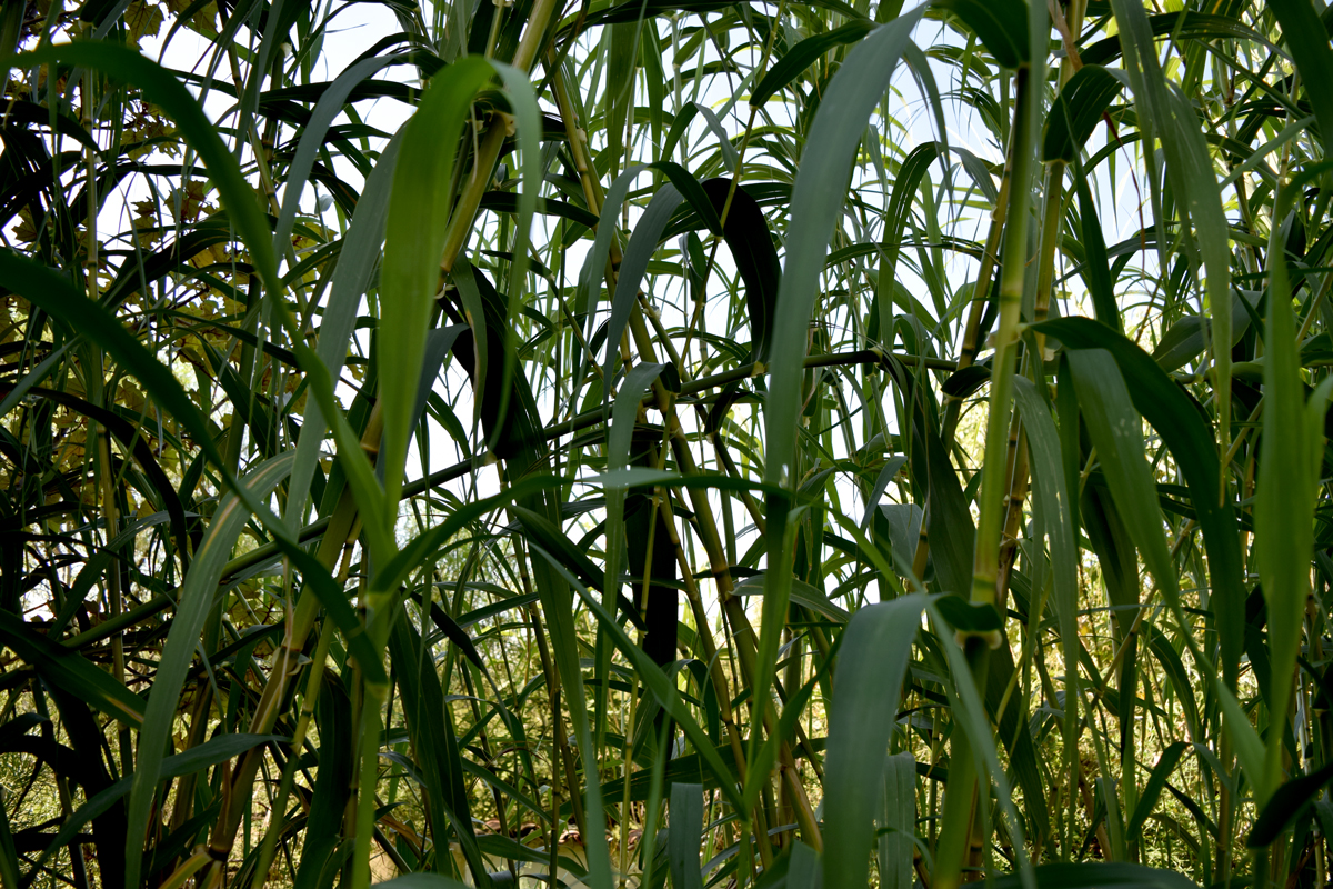 DSC_0261.jpg