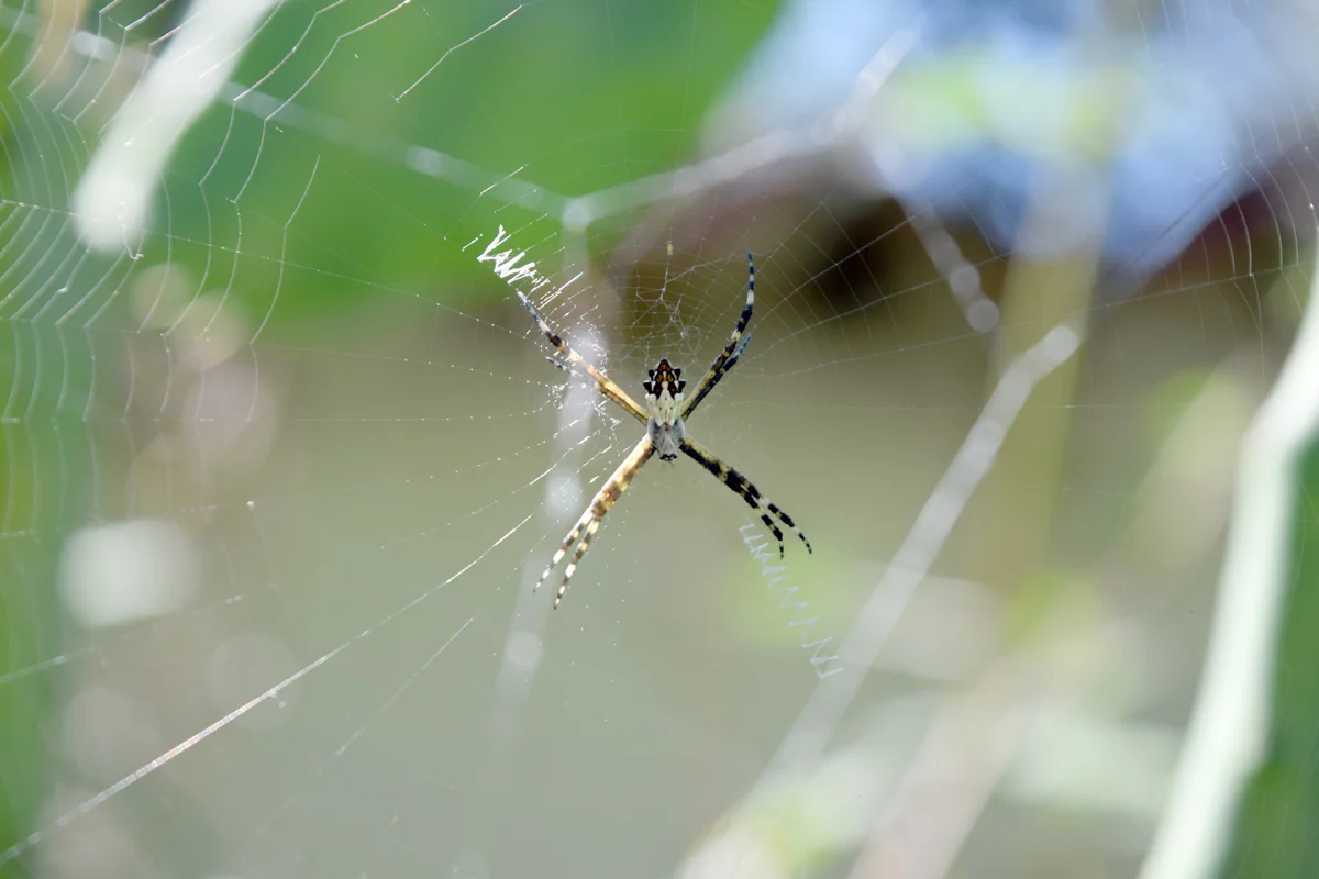 DSC_0276.jpg