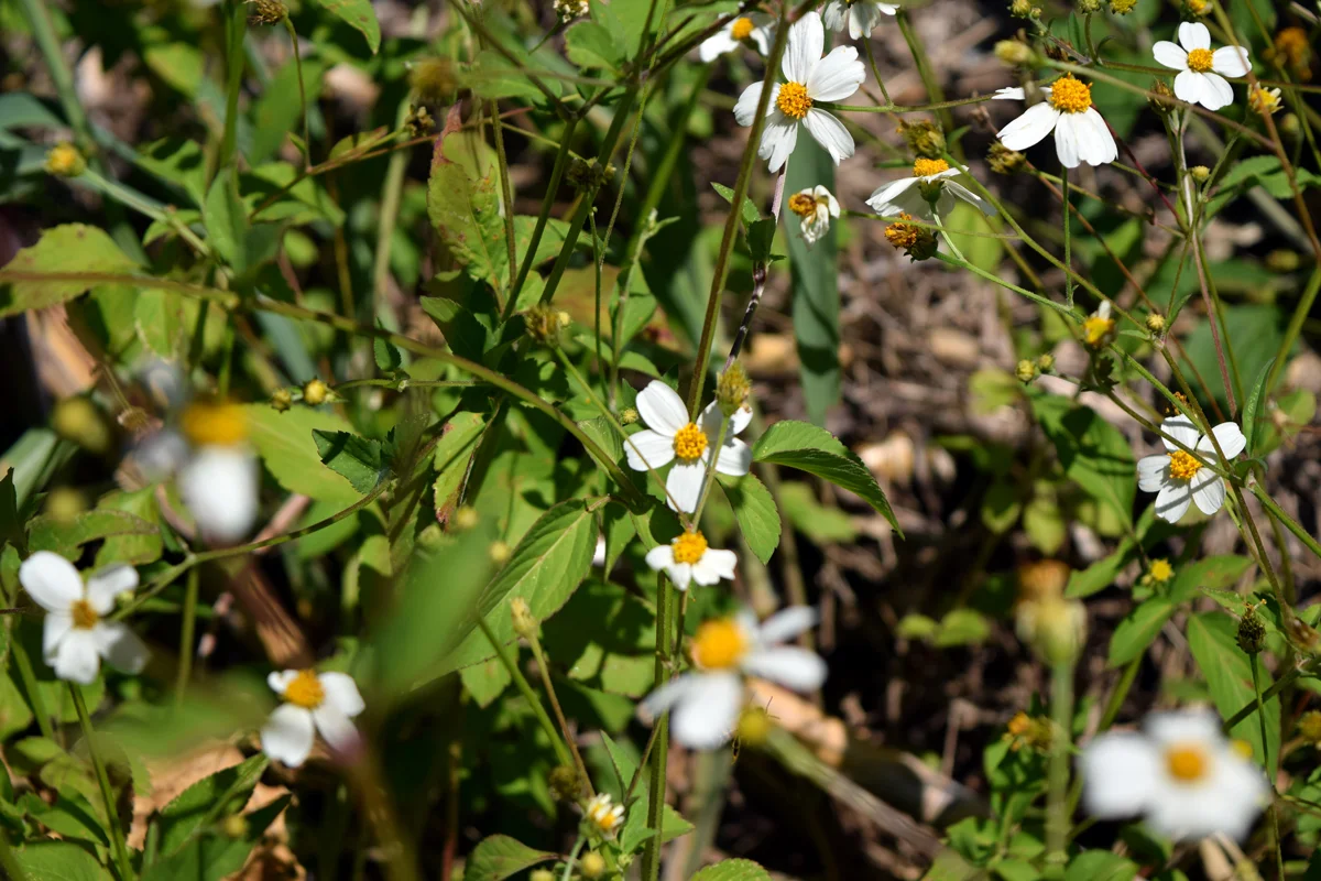 DSC_0282.jpg
