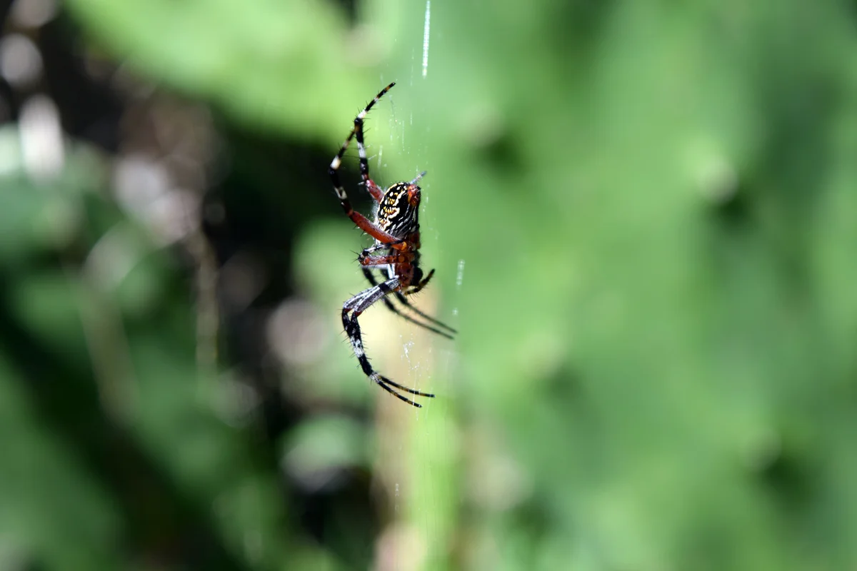 DSC_0272.jpg