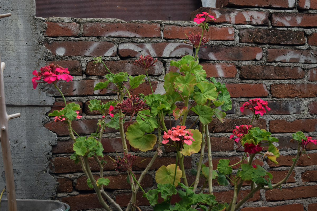 DSC_0187.jpg
