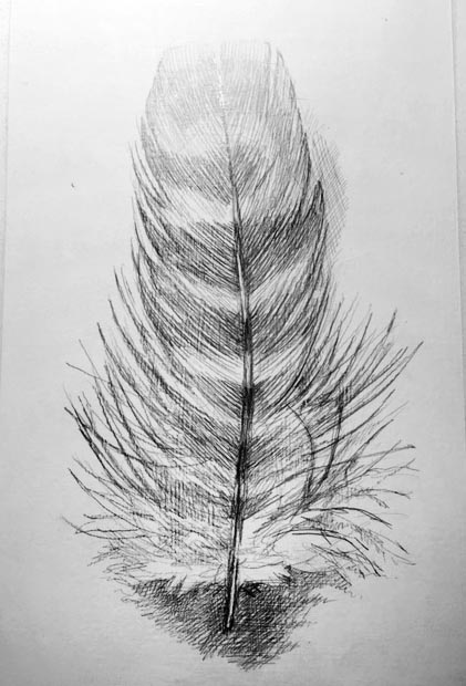 Feather Drawing 1