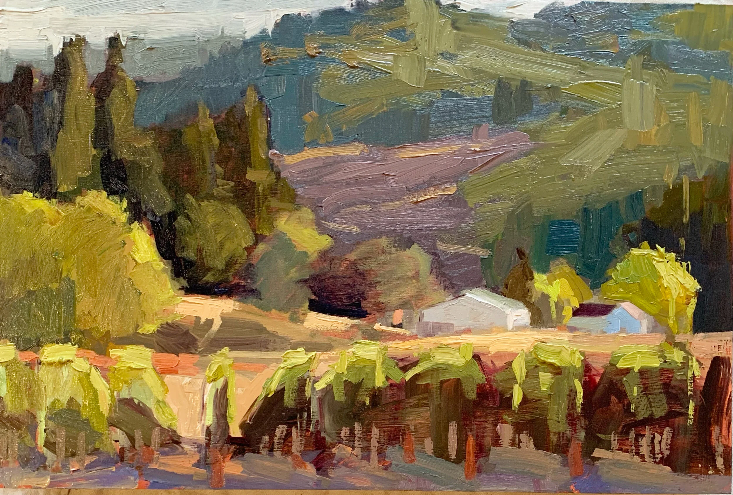 western Yamhill vineyard
