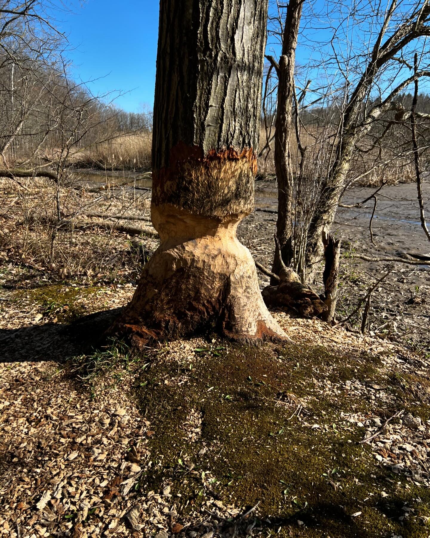 A somewhat muddy hike around @hinckleylake .  #clevelandmetroparks #hinckleyreservation #hinckleylake #beavers #beavertrees #hoofprint #walkabout #getoutside #keephiking