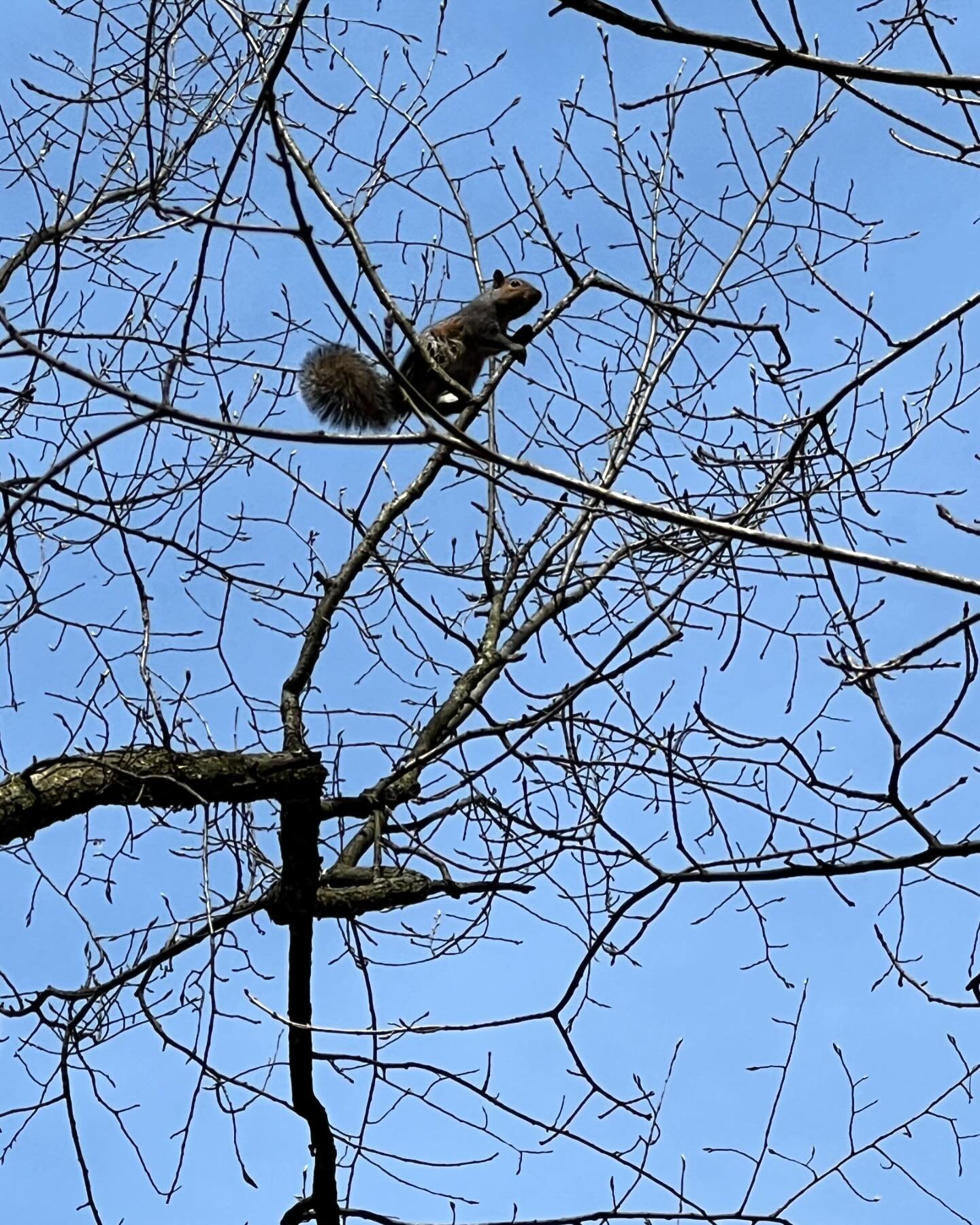 Along the lower trail around Hinckley Lake.  #clevelandmetroparks #hinckleylake #springephemerals #springephemeral #squirrel #getoutside #keepikibf #happybirthdaytome
