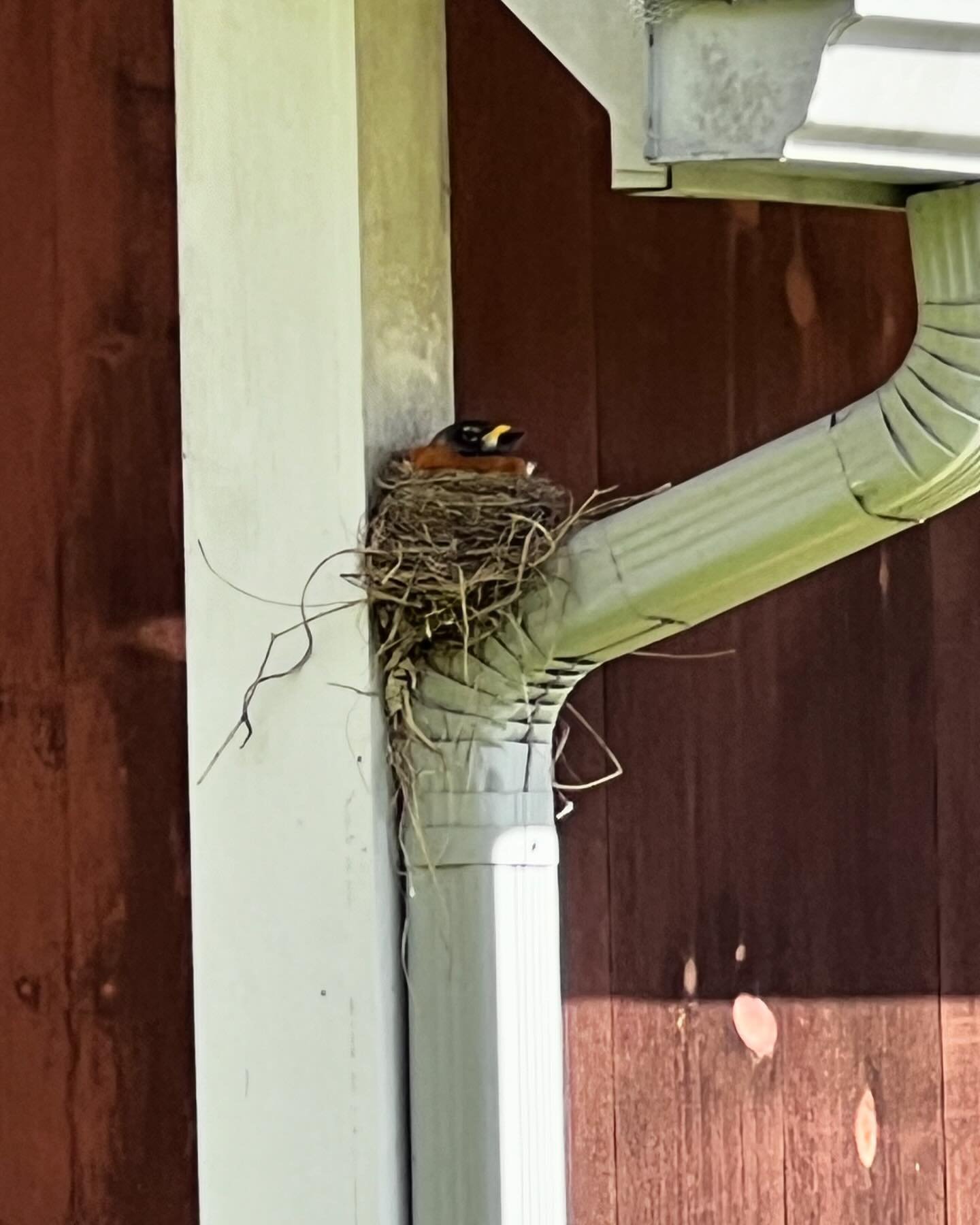 She sits.  #robin #nesting #birdsofinstagram