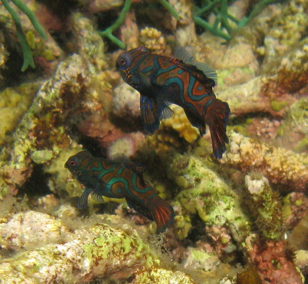 Mandarin Fish 1.jpg