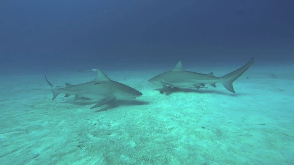 File Feb 11, 9 11 23 AM.jpeg